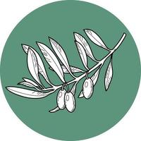 monochrome Vektorillustration. Olivenzweig mit Olivenbeeren, Linie, botanische Illustration auf grünem Hintergrund vektor