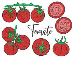 Set rote Tomaten handgraviert vektor