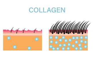kollagen, skydd hudvård kosmetika, vektor design