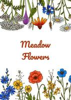 Wildblumen-Botanik-Design. bunte handgezeichnete Vektorillustration. sommer hintergrund vektor