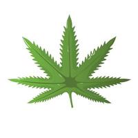 cannabis blad vektor ikon. marijuana legalisera symbol. medicin cannabis tecken, örtnatur ekologisk växt. hash, ganja cbd rasta indica sativa logotyp. platt design isolerad på vit bakgrund.