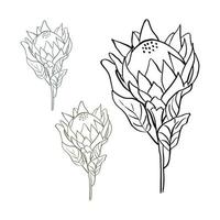 tropische Königsprotea-Blume in Blüte isoliert auf weißem Hintergrund. handgezeichnete Linienstil-Vektorillustration vektor
