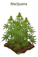 Grüner Busch aus Cannabis und Marihuana, der auf dem Boden angebaut wird. die Droge wächst im Garten und das Logo. vektor