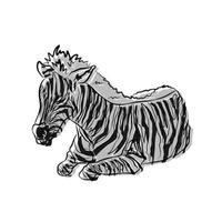vacker zebrabild, använd i allmänt arbete vektor