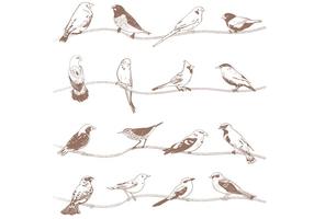 Handgezeichnete Vögel Vektoren