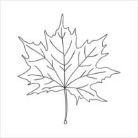 vektor linje lönnlöv ikonen isolerad på vit bakgrund. träd grönska botaniska illustration. tecknad stil höstlöv