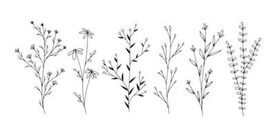 satz von botanischen linienkunstblumenblättern, pflanzen. hand gezeichnete skizzenzweige lokalisiert auf weißem hintergrund. Vektor-Illustration vektor