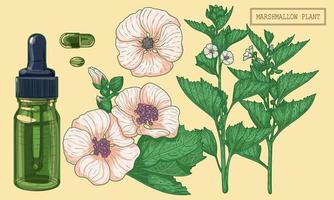 Marshmallow-Pflanze und grüner Glastropfen, handgezeichnete botanische Illustration in einem trendigen modernen Stil vektor