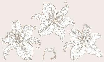 orientalisk lilja tre blommor i vintage linjekonststil vektor