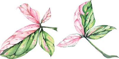 syngonium zierpflanzen mit gefleckten blättern aquarell vektor