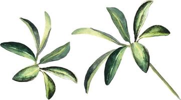 akvarell av växter tropiska blad 1 vektor