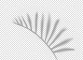 Palmblattschatten isoliert auf transparentem Hintergrund. Vektorvorlage für Design vektor