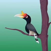 hornbill illustration vektor