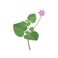 vektor illustration, punarnava växt eller boerhavia diffusa, isolerad på vit bakgrund, växtbaserad medicinalväxt.