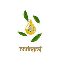 oljedroppe med blad och blommor av eclipta alba eller eclipta prostrata. i Indien kallas det bringraj. bhringraj typografi. lämplig för produktförpackningsetiketter. vektor illustration.