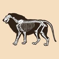 skelett lejon vektor illustration