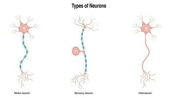 olika typer av neuroner vektor
