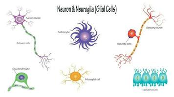 neuron och neurogliaceller vektor