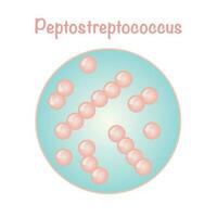 Vektorillustration von Peptostreptococcus vektor