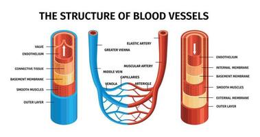 realistiska blodkärl artär och ven sammansättning vektor