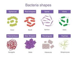Bakterien formen realistische Infografiken vektor