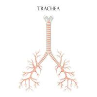 Vektormedizinisches pädagogisches biologisches Diagramm für Luftröhrendiagramm. Anatomie Illustration isoliert weißer Hintergrund vektor