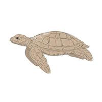 Hawksbill havssköldpadda sida ritning vektor