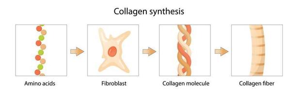 Synthese von Kollagen. von Fibroblasten und Aminosäuren bis hin zu Kollagenfasern. Vektor