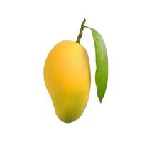 Mango mit Blatt isoliert auf weißem Hintergrund vektor