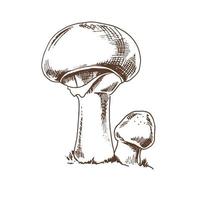 Umrissdarstellung von Waldchampignonpilzen. Vektor-Skizzensymbol. Vintage-Zeichnung. Öko-Lebensmittel-Vintage-Vektor-Illustration. skizzenillustration für druck, web, mobil und infografiken. vektor