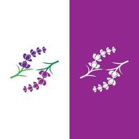 färsk lavendel blomma logotyp vektor