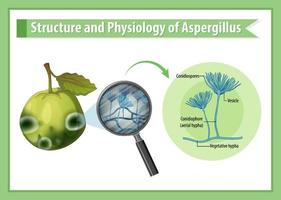 Struktur und Physiologie von Guaven-Aspergillus vektor