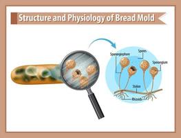 Struktur und Physiologie des Brotschimmels vektor