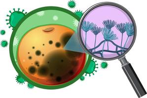 Struktur und Physiologie des orangefarbenen Aspergillus vektor