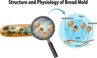 struktur och fysiologi av brödmögel vektor