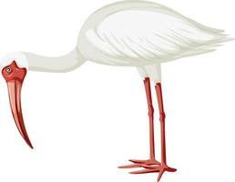 amerikanischer weißer ibis isoliert vektor