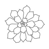 suckulenta echeveria i doodle stil, vektorillustration. ökenblomma för tryck och design. kontur mexikansk växt, grafiskt isolerade element på en vit bakgrund. krukväxt för inredningsinredning vektor
