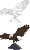 handritad bald eagle fågel set isolerade illustration vektor