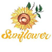 helle aquarell-sonnenblume mit grünen blättern auf weißem hintergrund mit handgeschriebener aufschrift sonnenblume. geeignet für postkarten, musterelemente, auf t-shirt oder servietten. vektor