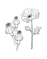 vallmo blomma frö pod disposition handritad doodle ritning, isolerade, vit bakgrund. vektor