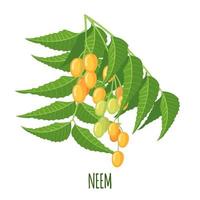 Neem-Kraut oder Nimtree im flachen Stil isoliert auf weißem Hintergrund. ayurvedische Heilpflanze. Vektor-Illustration. vektor