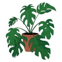 vektorillustration der monstera-blume, die im topf wächst vektor