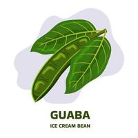 illustration mit tropischer fruchthülse guaba, guama inga essbar mit zwei blättern. pacay pod eisbohne einheimische pflanze aus ecuador, cuaniquil oder joanquiniquil südamerika vektor