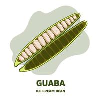 illustration mit offener hülse der tropischen frucht guaba, guama inga edulis. pacay pod eisbohne einheimische pflanze aus ecuador, cuaniquil oder joanquiniquil südamerika vektor