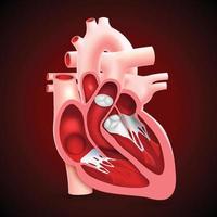 ett tvärsnitt av det mänskliga hjärtat som visar de inre hjärtklaffarna. vektor