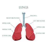 diagram av mänskliga lungor och luftrör, andningsorgan, friska lungor ikon. vektor illustration isolerad på en vit bakgrund.