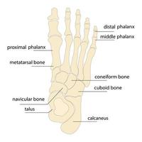 Menschliche Fußknochen Anatomie Skizze Vektor orthopädische Medizin. Skelett der Phalangen der Knöchel und Zehen, Quader-, Mittelfuß-, Kahnbein- und Keilbeinknochen.