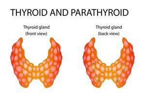 Schilddrüsenanatomie, einschließlich Hals, Schutzdrüse und Luftröhre. vektor