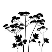 Silhouette Wildblumen Gras Bärenklau. Vektor schwarze handgezeichnete Illustration mit Sommerblumen. Schatten von Kräutern und Pflanzen. Naturfeld isoliert auf weißem Hintergrund