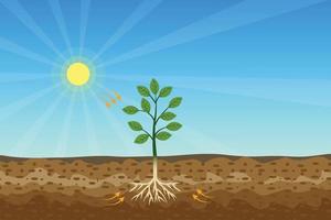 fotosyntesprocess med grönt träd och glänsande sol och hård jord vektor. ett träd får näring från solen och jorden. en grön växt producerar syre och socker från solljus och mineraler. vektor